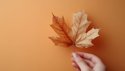 hand holding orange dried up maple leaf on neutral orange background to signify the arrival of fall autumn season. Orange maple leaf on neutral background for the colder rain weather