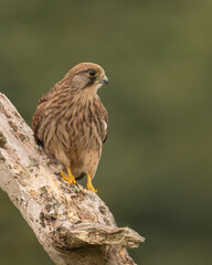 Kestrel perched on a tree
