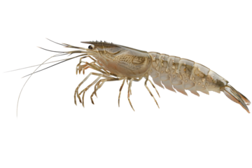 Clear image of Celophysis on a white background, highlighting its slender physique, sharp features, and detailed texture with a clear and professional presentation