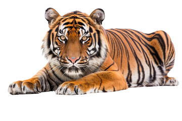 Asian Bengal tiger with a penetrating gaze, looking at the camera, isolated on a white background, featuring its striking orange and black fur in vivid detail