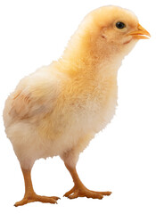 Bright yellow chick looking at something to its left © Guy Sagi