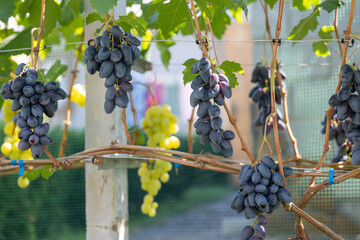 A vine with hanging clusters of blue and white grapes