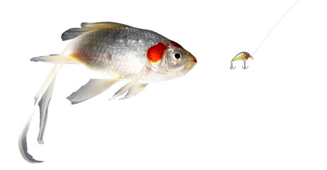 Droopy tailed fish chasing a lure