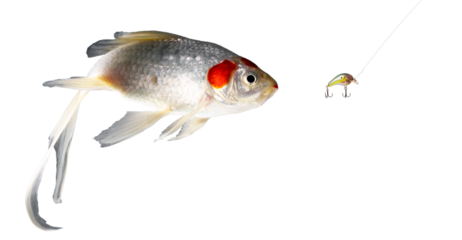 Droopy tailed fish chasing a lure