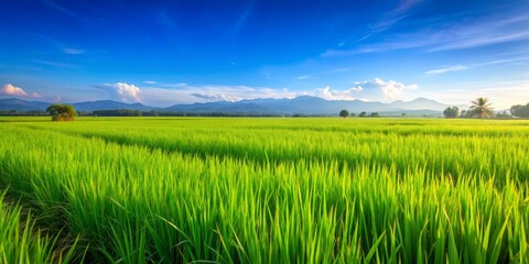 Fototapeta premium Close up view of lush green paddy field under clear blue sky, paddy field, agriculture, rice, farming, landscape, nature, crop