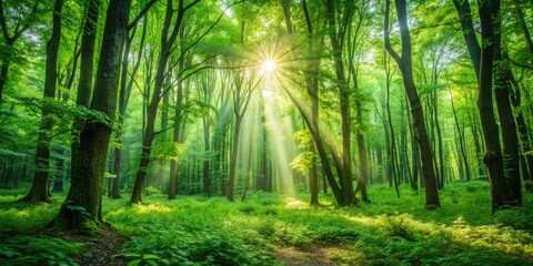 Obraz premium Lush green forest with sunlight filtering through the leaves , nature, landscape, background, trees, greenery, foliage