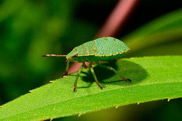 Grüne Stinkwanze // Green shield bug (Palomena prasina)
