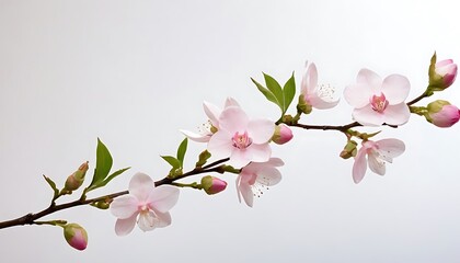 Obraz premium Beautiful blossom tree. Nature scene with sun in Sunny day. Spring flowers. Abstract blurred background in Springtime.6
