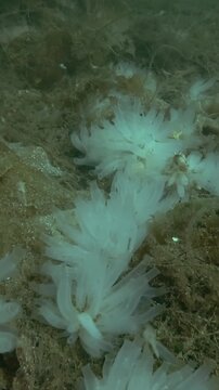 Vertical video, Ascidian colony on the seabed covered with brown algae and laminaria, the Transparent sea squirt or Yellow Sea Squirt (Ciona intestinalis, Ascidia intestinalis) 