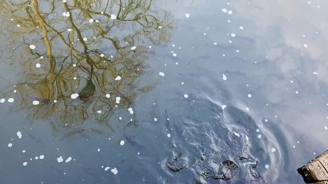 Fish feeding at a river Spree a bunch of sweetwater fish jumping