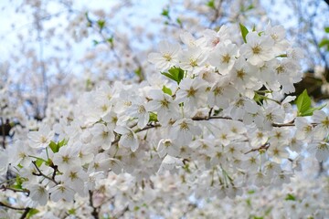 満開の白い桜の花