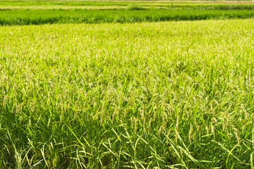 rice plant in rice field