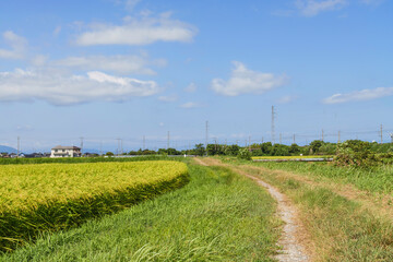 Fototapeta premium Rice field and blue sky Image of summer
