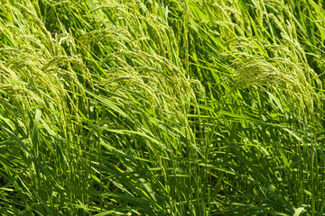 rice plant in rice field