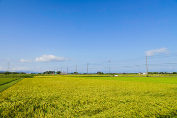 Rice field and blue sky Image of summer