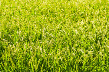 rice plant in rice field