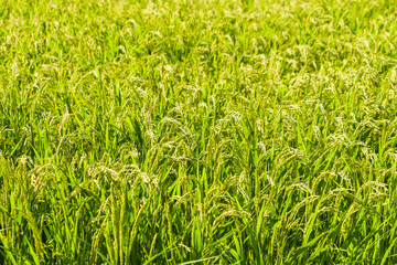 rice plant in rice field