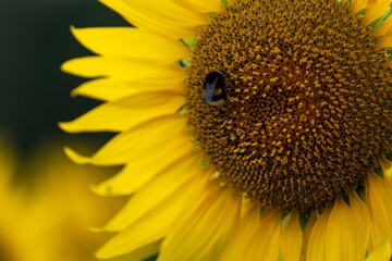 北海道　北竜町　向日葵　向日葵　夏