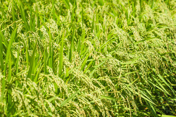 rice plant in rice field