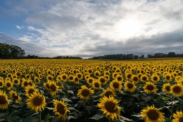 北海道　北竜町　向日葵　向日葵　夏