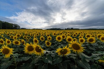 Obraz premium 北海道 北竜町 向日葵 向日葵 夏