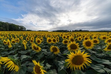 Obraz premium 北海道 北竜町 向日葵 向日葵 夏