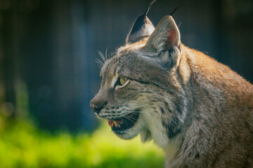Close up photograph of a Eurasian Lynx basking in the warm summer sun. Horizontal.