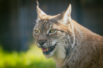 Close up photograph of a Eurasian Lynx basking in the warm summer sun. Horizontal.