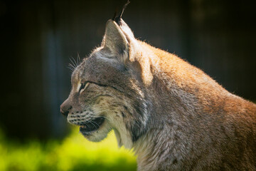 Close up photograph of a Eurasian Lynx basking in the warm summer sun. Horizontal.