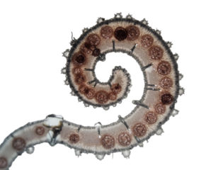 spherical spiral virus on the alpha isolated transparent background