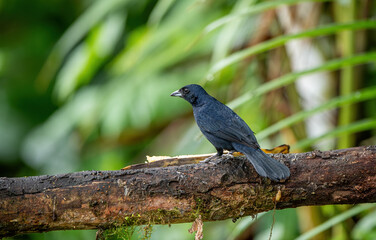 Tachyphonus rufus or White-lined tanager The bird is perched on the branch nice natural environment of wildlife Trinidad and Tobago