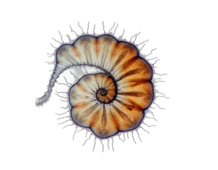 spherical spiral virus on the alpha isolated transparent background