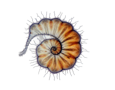 spherical spiral virus on the alpha isolated transparent background