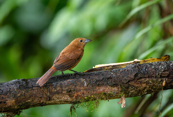 Tachyphonus rufus or White-lined tanager The bird is perched on the branch nice natural environment of wildlife Trinidad and Tobago