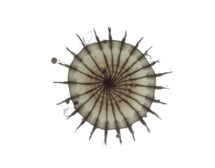 spherical spiral virus on the alpha isolated transparent background