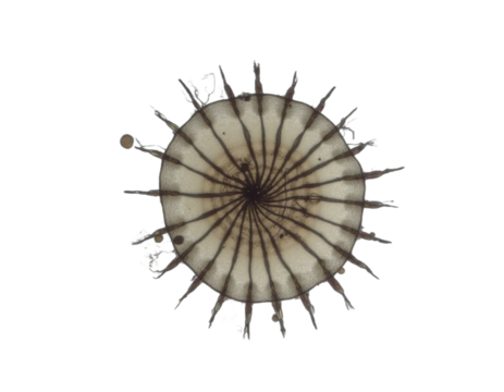 spherical spiral virus on the alpha isolated transparent background