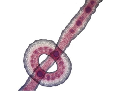 spherical spiral virus on the alpha isolated transparent background