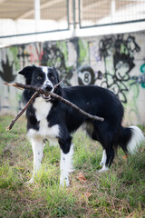 Portrait of a gray pointer dog playing with a stick