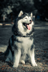 Close-up shot of a husky dog's blue eyes