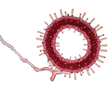 spherical spiral virus on the alpha isolated transparent background