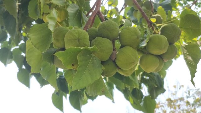 fruiting kemiri plant