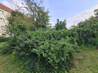 ein Busch mit Wiese in einer Wohngegend in Berlin Treptow/Köpenick