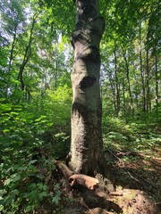 tree photography in the Plänterwald Forest in Berlin Treptow/Köpenick