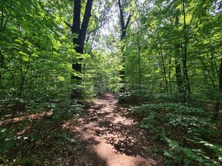 nature path in Berlin Treptow/K&ouml;penick