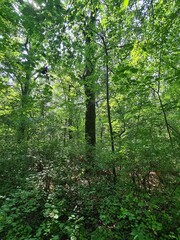 tree photography in the Plänterwald Forest in Berlin Treptow/Köpenick