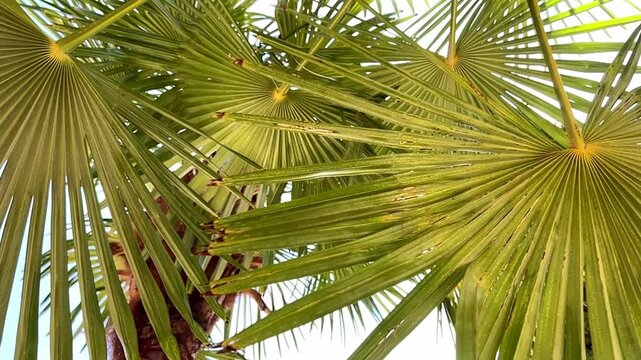 Hojas de palmera en plano contrapicado movi&eacute;ndose despacio con la brisa
