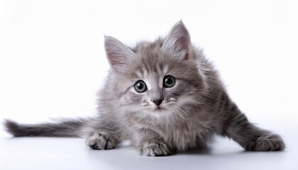 interested gray kitten with curious expression on white backdrop