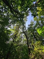 trees and blue sky - Plänterwald Forest, Berlin Treptow/Köpenick