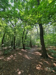 Pl&auml;nterwald Forest in Berlin Treptow/K&ouml;penick