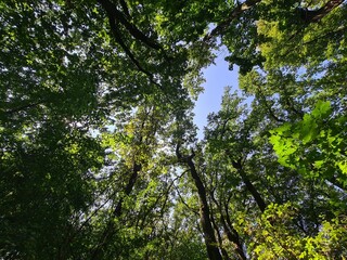 trees and blue sky - Plänterwald Forest, Berlin Treptow/Köpenick
